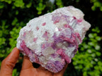 Natural Rubellite Pink Tourmaline in a Quartz and Mica Schist x 1 From Karibib, Namibia
