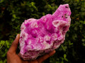 Natural Large Extra Rare Rhodocalcite Specimen x 1 From Mashamba West Mine, Congo