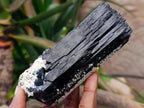 Natural Large Double Terminated Schorl Black Tourmaline Crystal with Feldspar x 1 From Erongo, Namibia