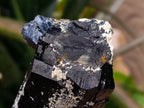 Natural Large Double Terminated Schorl Black Tourmaline Crystal with Feldspar x 1 From Erongo, Namibia