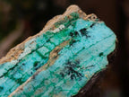 Natural Chrysocolla with Malachite Specimen x 1 From Lupoto Mine, Congo