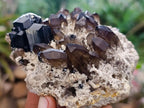 Natural Schorl Black Tourmaline Specimen with Smokey Quartz x 1 From Erongo, Namibia