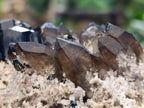 Natural Schorl Black Tourmaline Specimen with Smokey Quartz x 1 From Erongo, Namibia