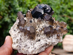 Natural Schorl Black Tourmaline Specimen with Smokey Quartz x 1 From Erongo, Namibia