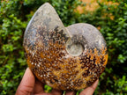 Polished Cleoniceras Jigsaw Ammonite Fossil x 1 From Tulear Madagascar