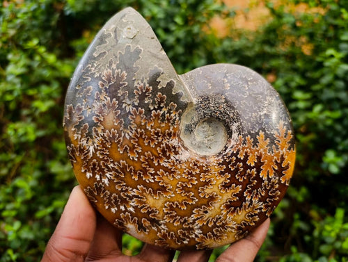 Polished Cleoniceras Jigsaw Ammonite Fossil x 1 From Tulear Madagascar