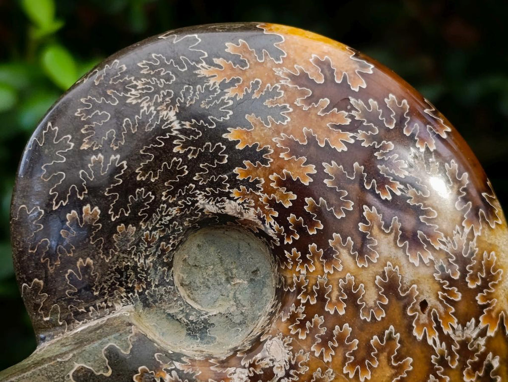 Polished Cleoniceras Jigsaw Ammonite Fossil x 1 From Tulear Madagascar