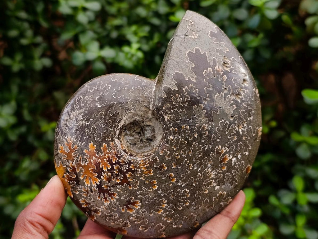 Polished Cleoniceras Jigsaw Ammonite Fossil x 1 From Tulear Madagascar