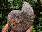 Polished Cleoniceras Jigsaw Ammonite Fossil x 1 From Tulear Madagascar