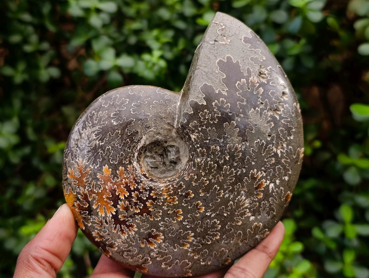 Polished Cleoniceras Jigsaw Ammonite Fossil x 1 From Tulear Madagascar