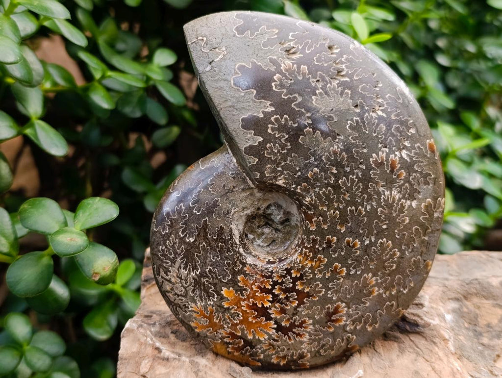 Polished Cleoniceras Jigsaw Ammonite Fossil x 1 From Tulear Madagascar