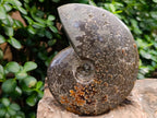 Polished Cleoniceras Jigsaw Ammonite Fossil x 1 From Tulear Madagascar