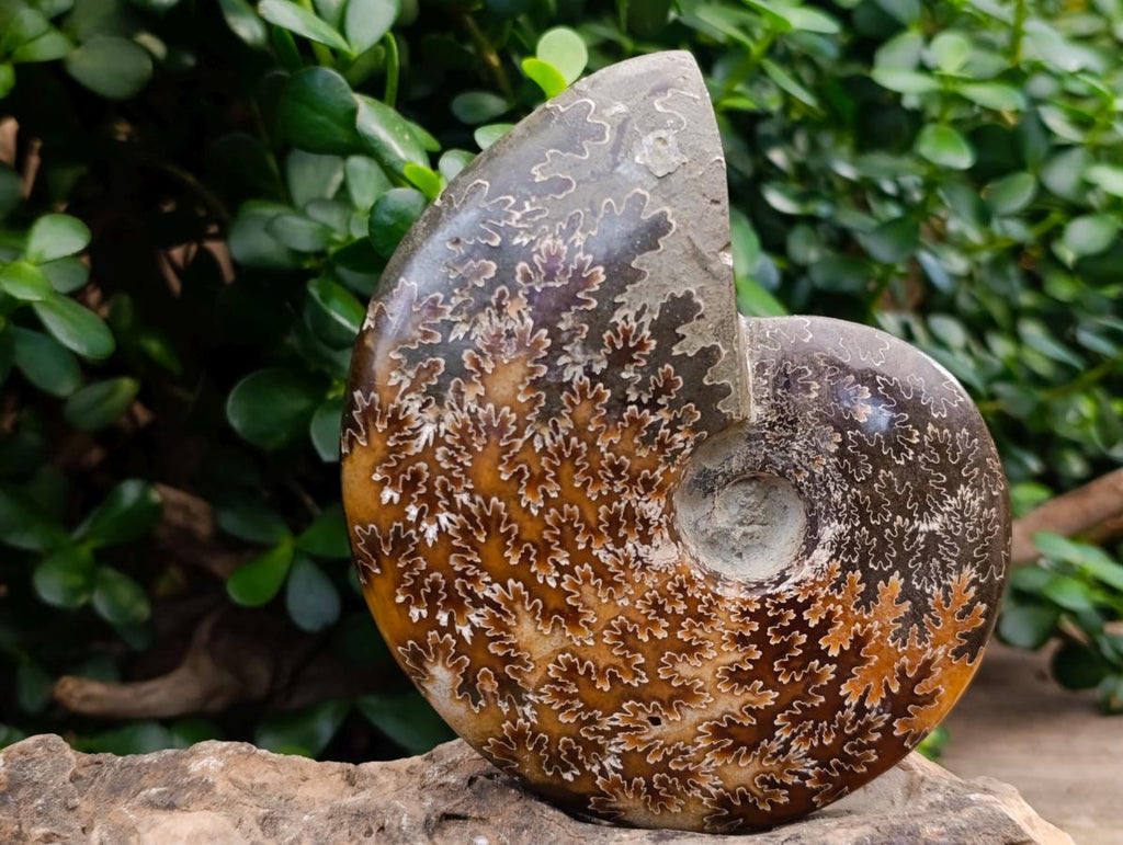 Polished Cleoniceras Jigsaw Ammonite Fossil x 1 From Tulear Madagascar
