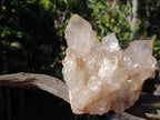 Natural Large Champagne Citrine Quartz Crystal Cluster x 1 From Luena, Congo
