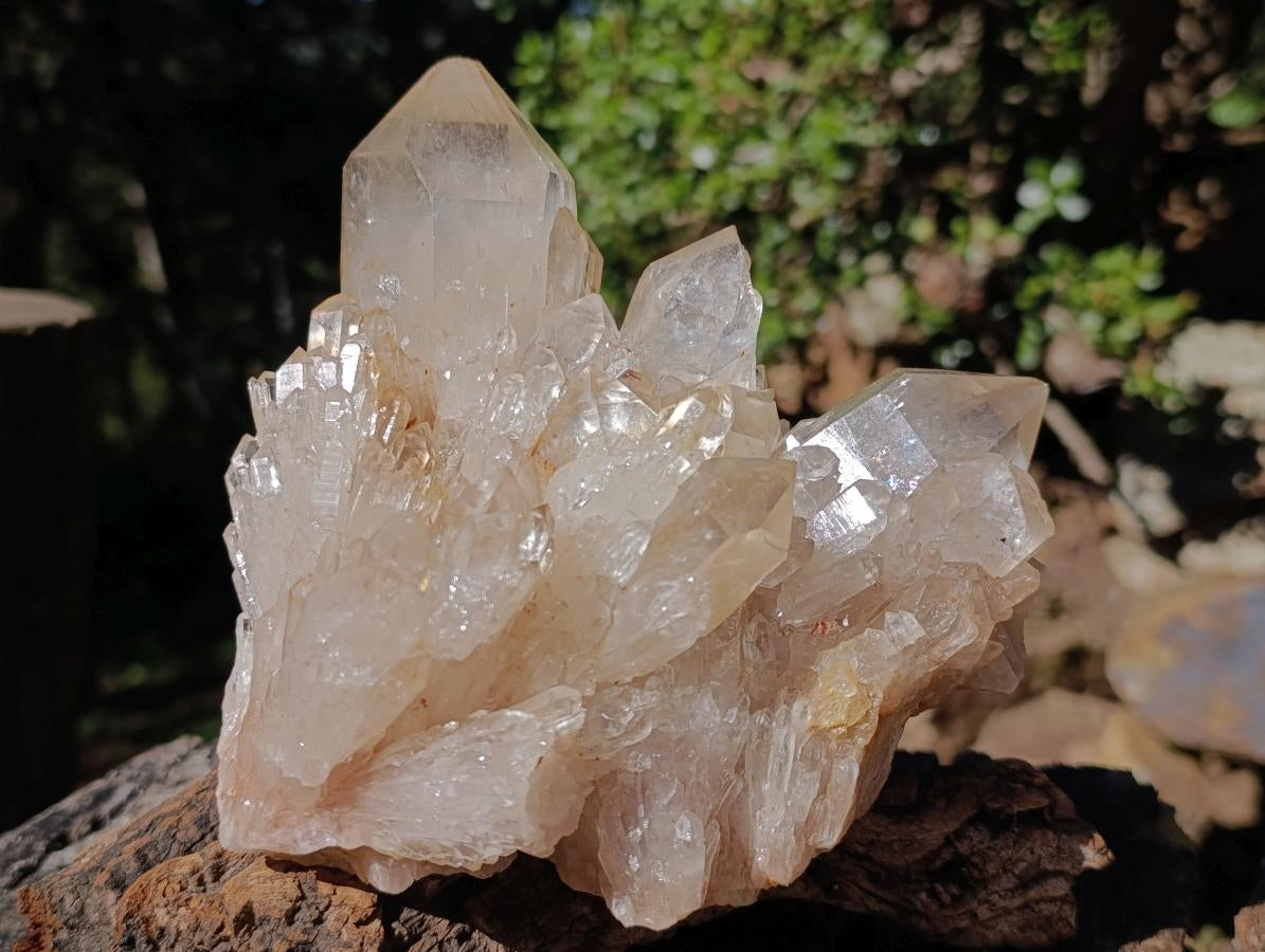 Natural Large Champagne Citrine Quartz Crystal Cluster x 1 From Luena, Congo