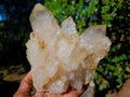 Natural Large Champagne Citrine Quartz Crystal Cluster x 1 From Luena, Congo
