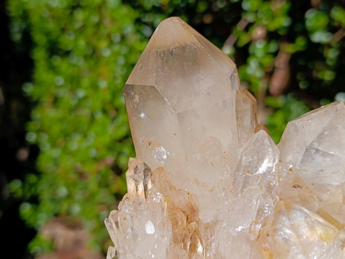 Natural Large Champagne Citrine Quartz Crystal Cluster x 1 From Luena, Congo