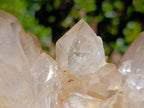 Natural Large Champagne Citrine Quartz Crystal Cluster x 1 From Luena, Congo