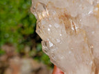 Natural Large Champagne Citrine Quartz Crystal Cluster x 1 From Luena, Congo
