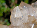 Natural Large Champagne Citrine Quartz Crystal Cluster x 1 From Luena, Congo