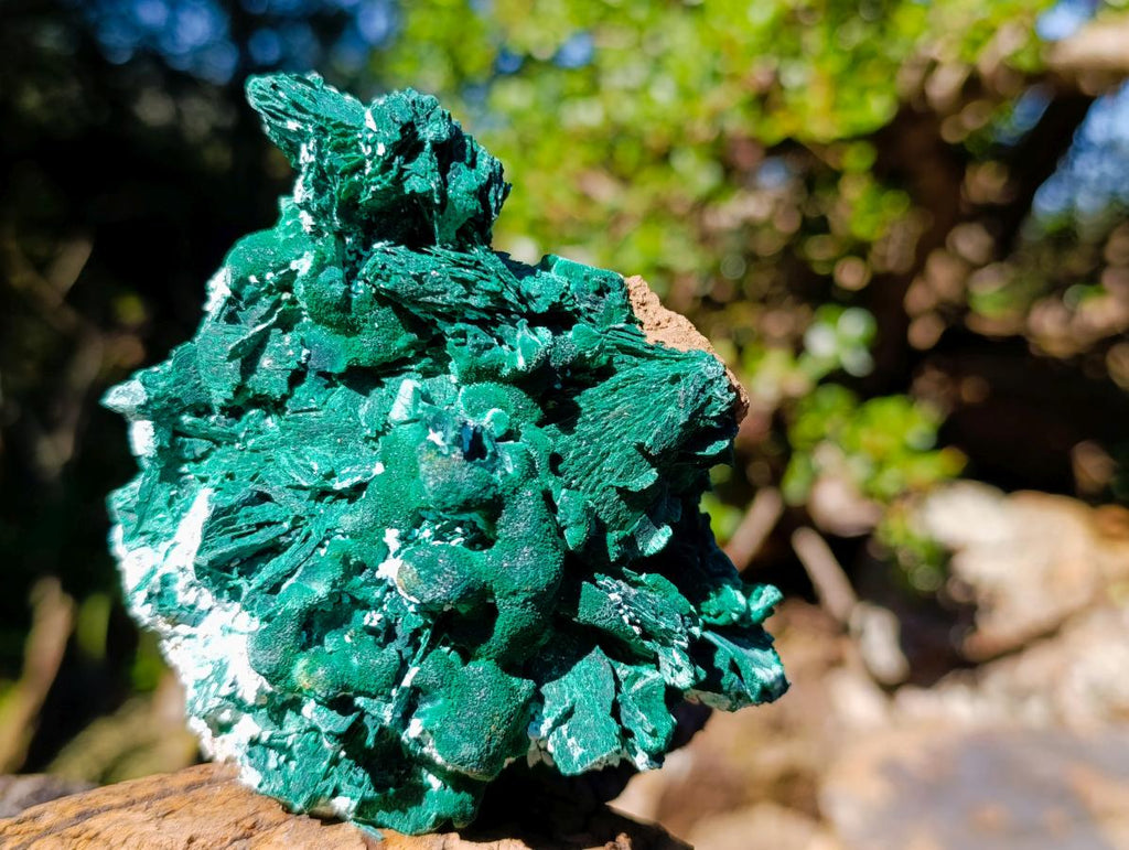 Natural Classic Bladed Malachite Pseudomorph with Associated Minerals Specimen x 1 From Kolwezi, Congo