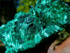 Natural XL Exquisite Silky Malachite Specimen x 1 From Kasompe, Congo