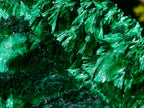 Natural XL Exquisite Silky Malachite Specimen x 1 From Kasompe, Congo