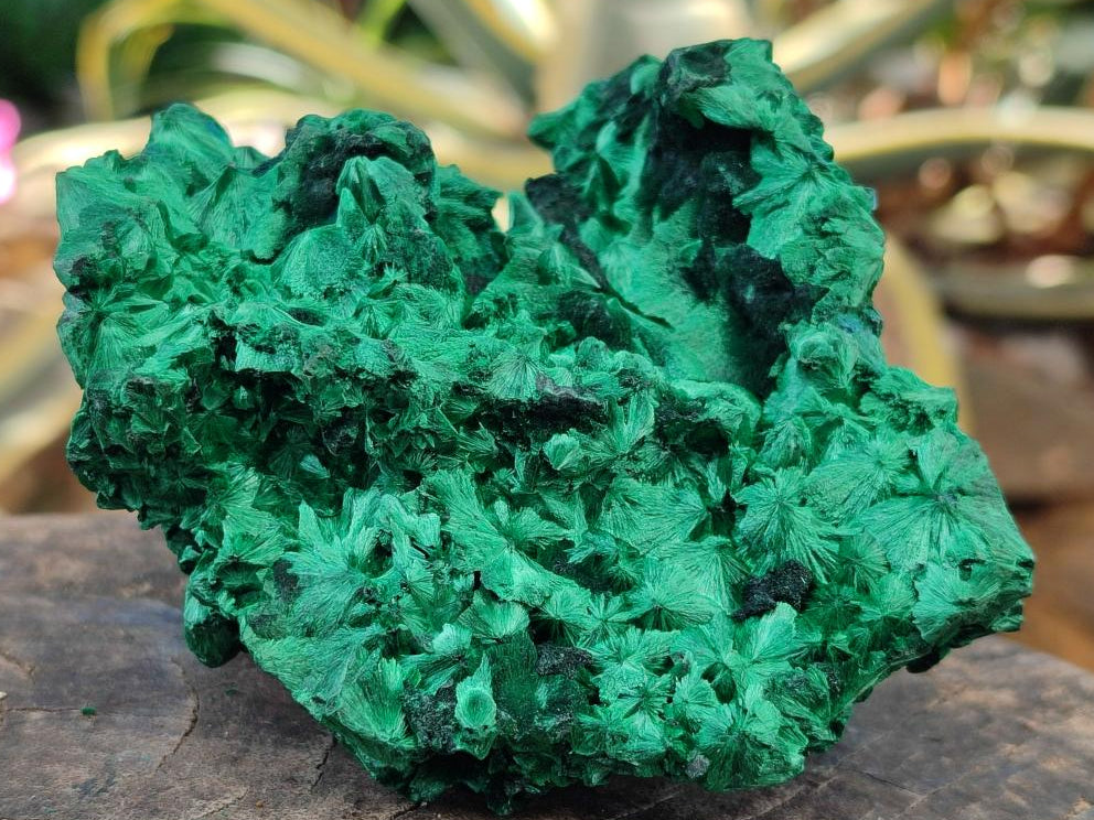 Natural AA Grade Silky Malachite Specimen x 1 From Kasompe, Congo
