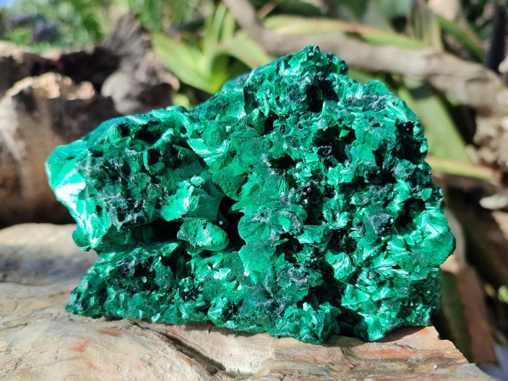 Natural AA Grade Silky Malachite Specimen x 1 From Kasompe, Congo