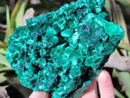 Natural AA Grade Silky Malachite Specimen x 1 From Kasompe, Congo