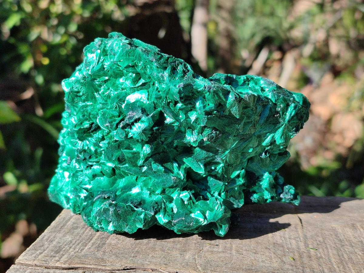 Natural AA Grade Silky Malachite Specimen x 1 From Kasompe, Congo