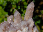 Natural Rare Smokey Spirit Quartz Cluster x 1 From Boekenhouthoek, South Africa