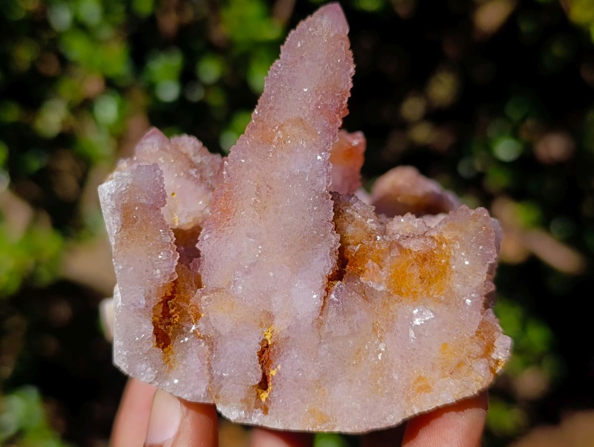Natural Cabinet Size Spirit Ametrine Cluster x 1 From Boekenhouthoek, South Africa