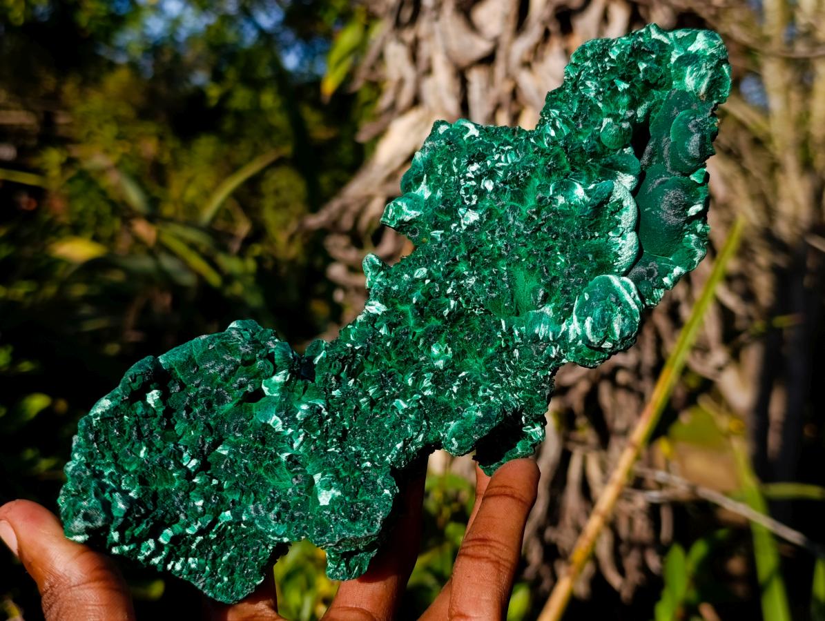 Natural Large Classic Cabinet Size Silky Malachite Specimen x 1 From Kasompe, Congo