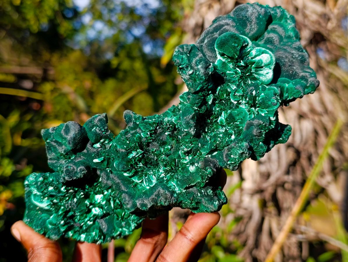 Natural Large Classic Cabinet Size Silky Malachite Specimen x 1 From Kasompe, Congo