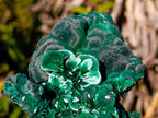 Natural Large Classic Cabinet Size Silky Malachite Specimen x 1 From Kasompe, Congo