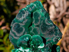 Natural Large Classic Cabinet Size Silky Malachite Specimen x 1 From Kasompe, Congo