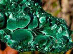 Natural Large Classic Cabinet Size Silky Malachite Specimen x 1 From Kasompe, Congo