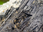 Natural Large Schorl Black Tourmaline Crystal with Goshenite and Hyalite Opal x 1 From Erongo, Namibia