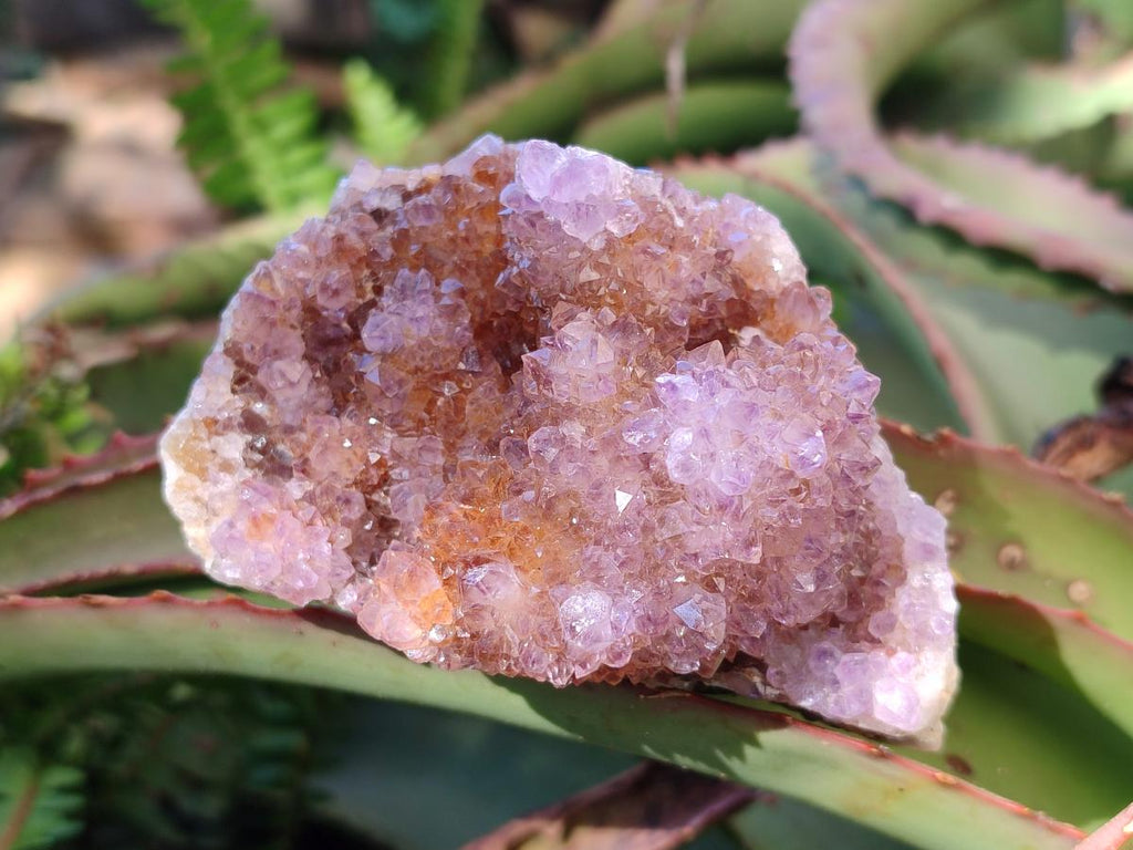 Natural Spirit Ametrine Crystal Cluster x 1 From Boekenhouthoek, South Africa