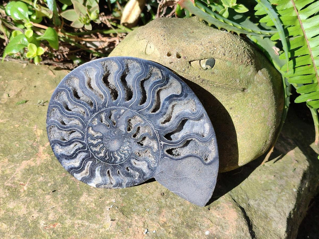 Polished Cabinet Size Black Cleoniceras Ammonite Calcite Fossil Half x 1 From Tulear, Madagascar
