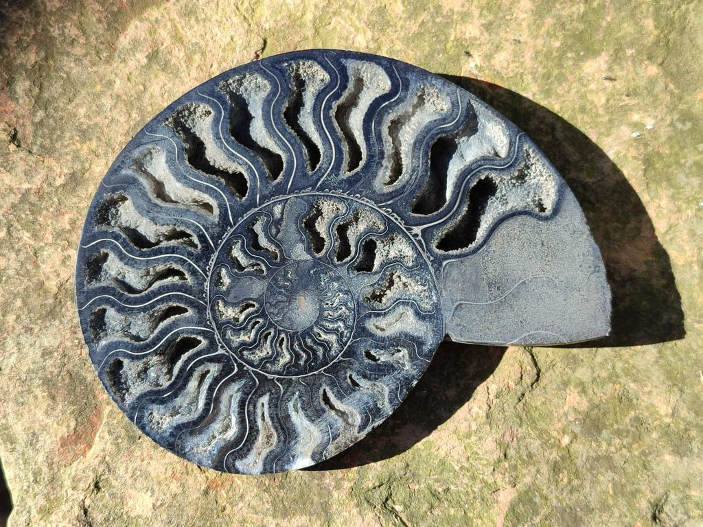 Polished Cabinet Size Black Cleoniceras Ammonite Calcite Fossil Half x 1 From Tulear, Madagascar