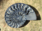Polished Cabinet Size Black Cleoniceras Ammonite Calcite Fossil Half x 1 From Tulear, Madagascar