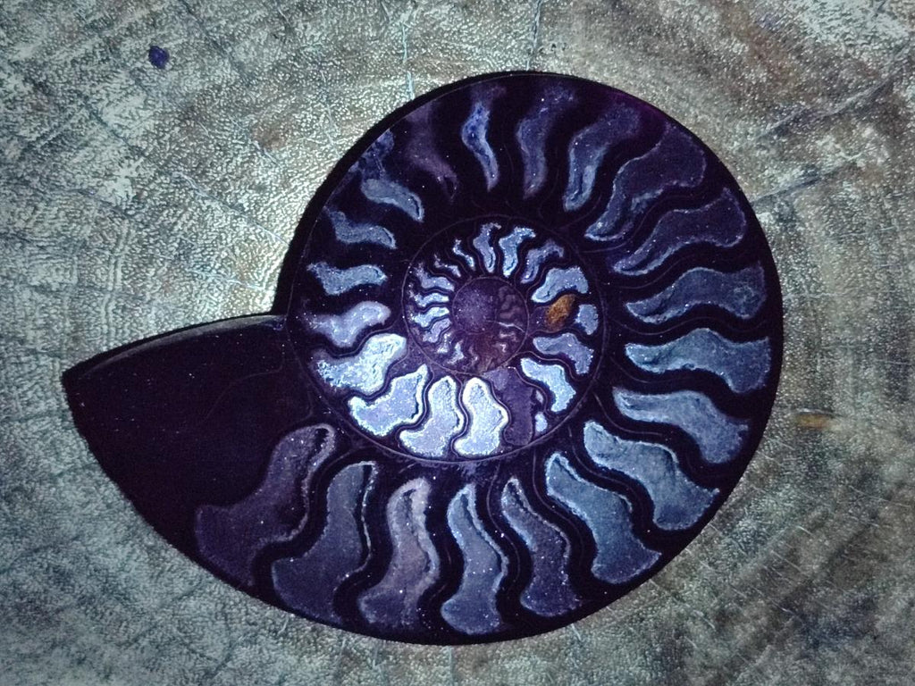 Polished Cabinet Size Black Cleoniceras Ammonite Calcite Fossil Half x 1 From Tulear, Madagascar