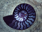 Polished Cabinet Size Black Cleoniceras Ammonite Calcite Fossil Half x 1 From Tulear, Madagascar