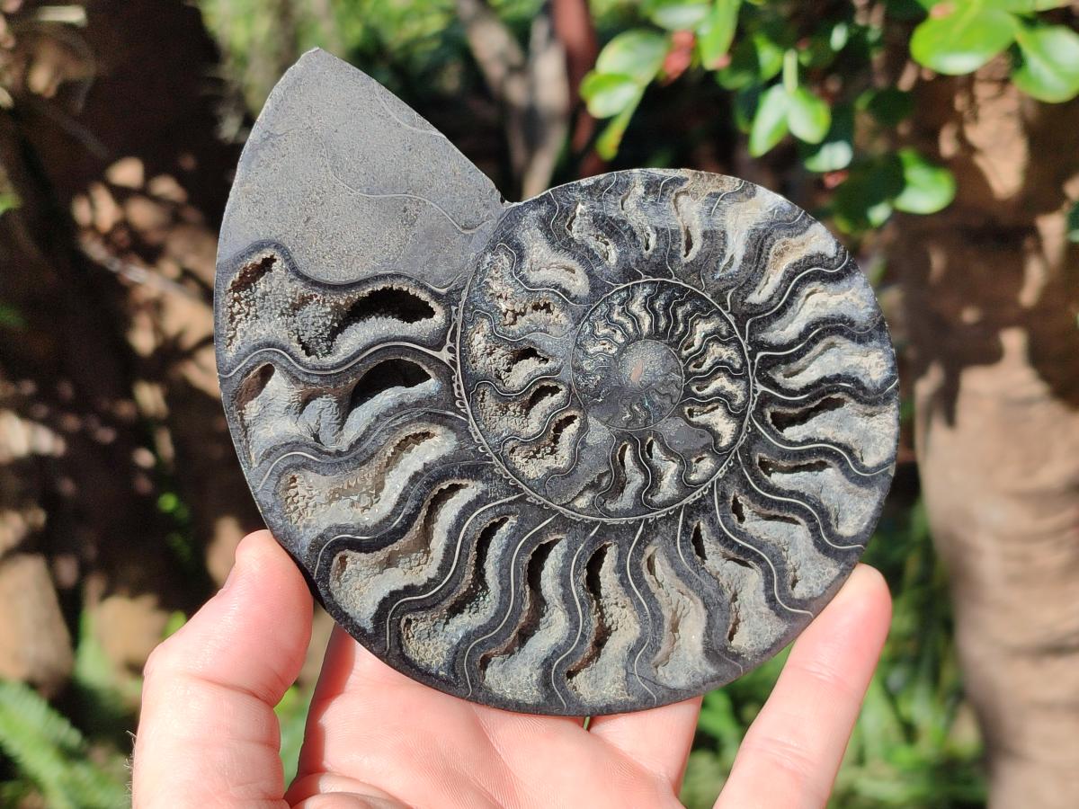 Polished Cabinet Size Black Cleoniceras Ammonite Calcite Fossil Half x 1 From Tulear, Madagascar