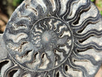 Polished Cabinet Size Black Cleoniceras Ammonite Calcite Fossil Half x 1 From Tulear, Madagascar