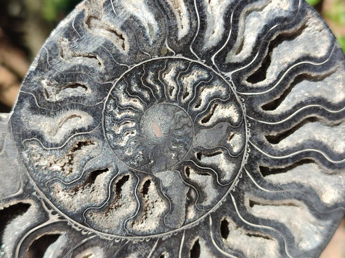 Polished Cabinet Size Black Cleoniceras Ammonite Calcite Fossil Half x 1 From Tulear, Madagascar