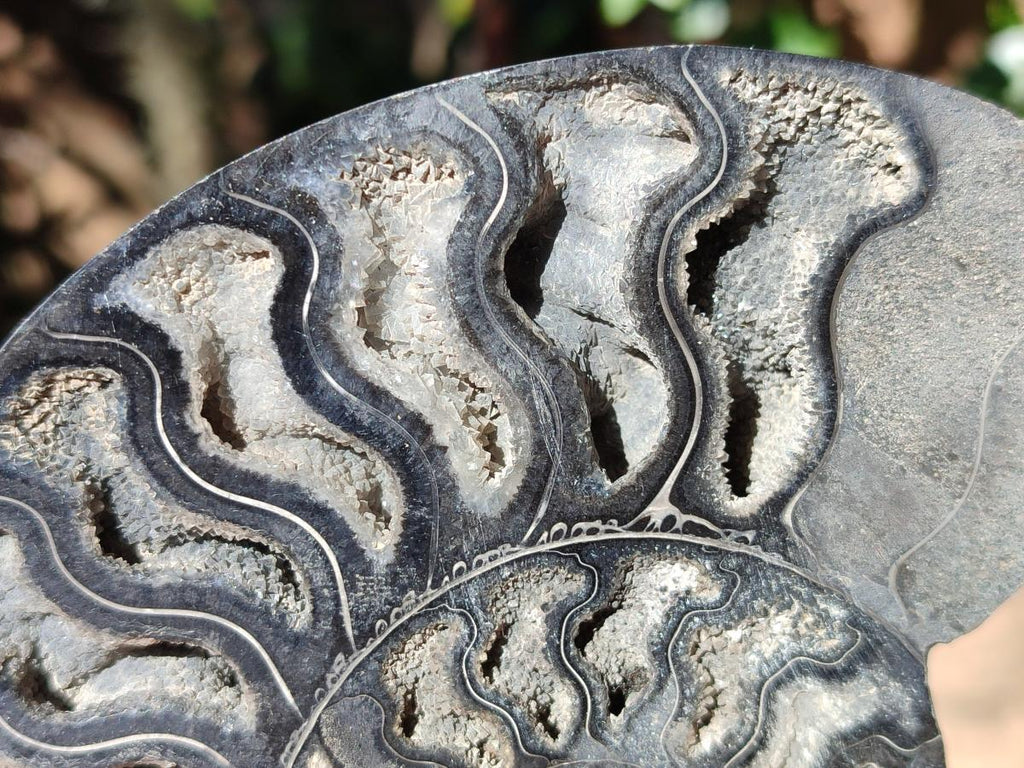 Polished Cabinet Size Black Cleoniceras Ammonite Calcite Fossil Half x 1 From Tulear, Madagascar