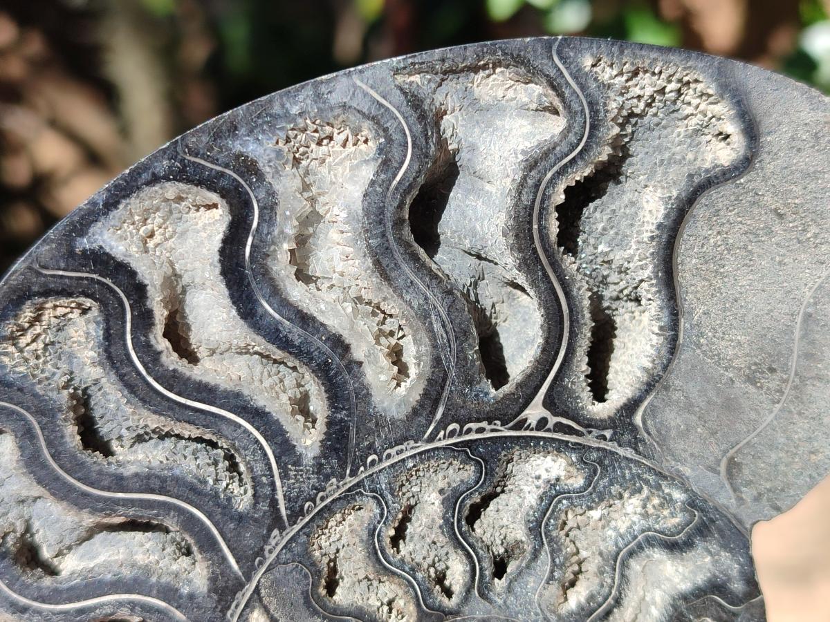 Polished Cabinet Size Black Cleoniceras Ammonite Calcite Fossil Half x 1 From Tulear, Madagascar